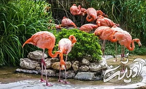 ۲۰ واقعیت جالب، بامزه و باورنکردنی برای ذهن های کنجکاو که آموزنده نیز هستند